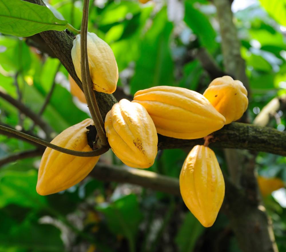 Cacao; Chocolate is Maui’s newest craze!