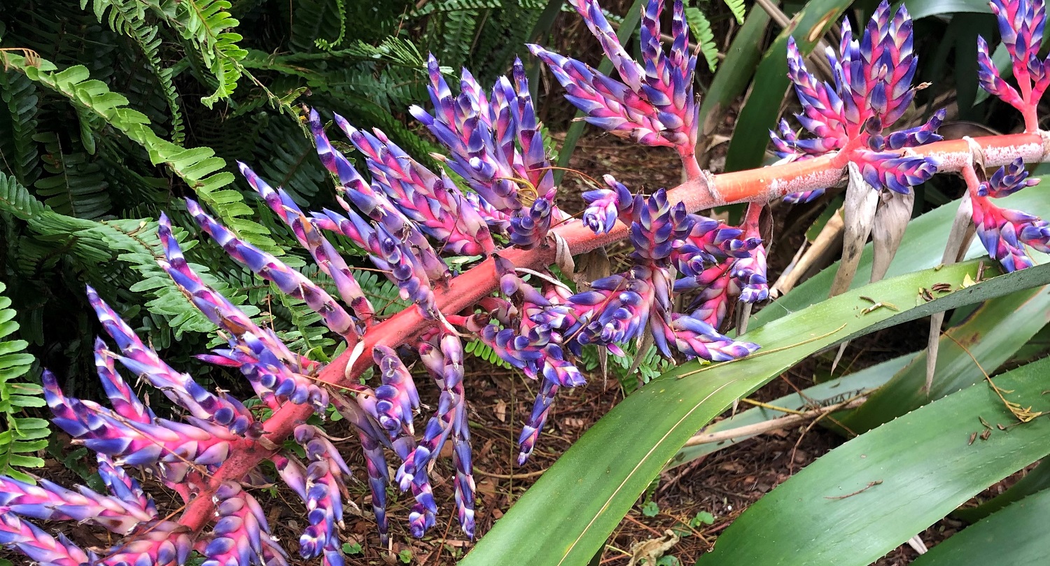 exotic-plants-maui-landscape-and-irrigation