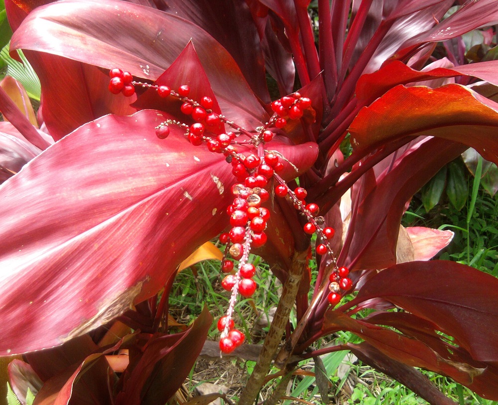 Indigenous Plants Hawaii